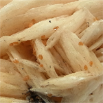 バライト(Barite)/ヴァナディナイト(Vanadinite)