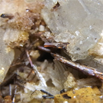 ルチル(Rutile)/アパタイト(Apatite)