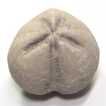 ウニの化石(MICRASTER DECIPIENS)