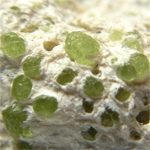 デマントイド(Demantoid)/アスベスト(Asbestos)