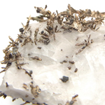 自然銀(Native Silver)/カルサイト(Calcite)