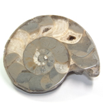 アンモナイト(AMMONITE)