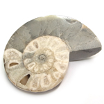 アンモナイト(AMMONITE)