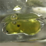 オイル入り水晶(Petroleum in Quartz)