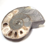 アンモナイト(AMMONITE)