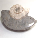アンモナイト(AMMONITE)