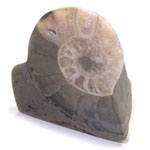 アンモナイト(AMMONITE)