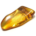 琥珀(Amber)