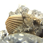 カルサイト(Calcite crystals in clams shells)